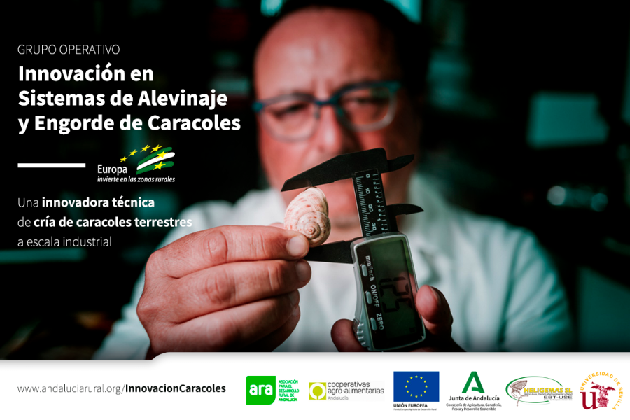 Impulsan una innovadora técnica de cría de caracoles terrestres a escala industrial