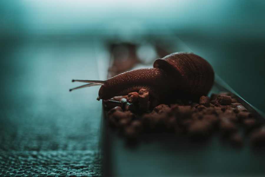 El santuario gastronómico del caracol abre sus puertas en el Levante almeriense